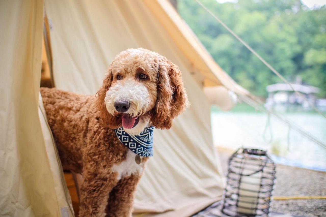 ホテル Timberline Glamping At Unicoi State Park ヘレン エクステリア 写真